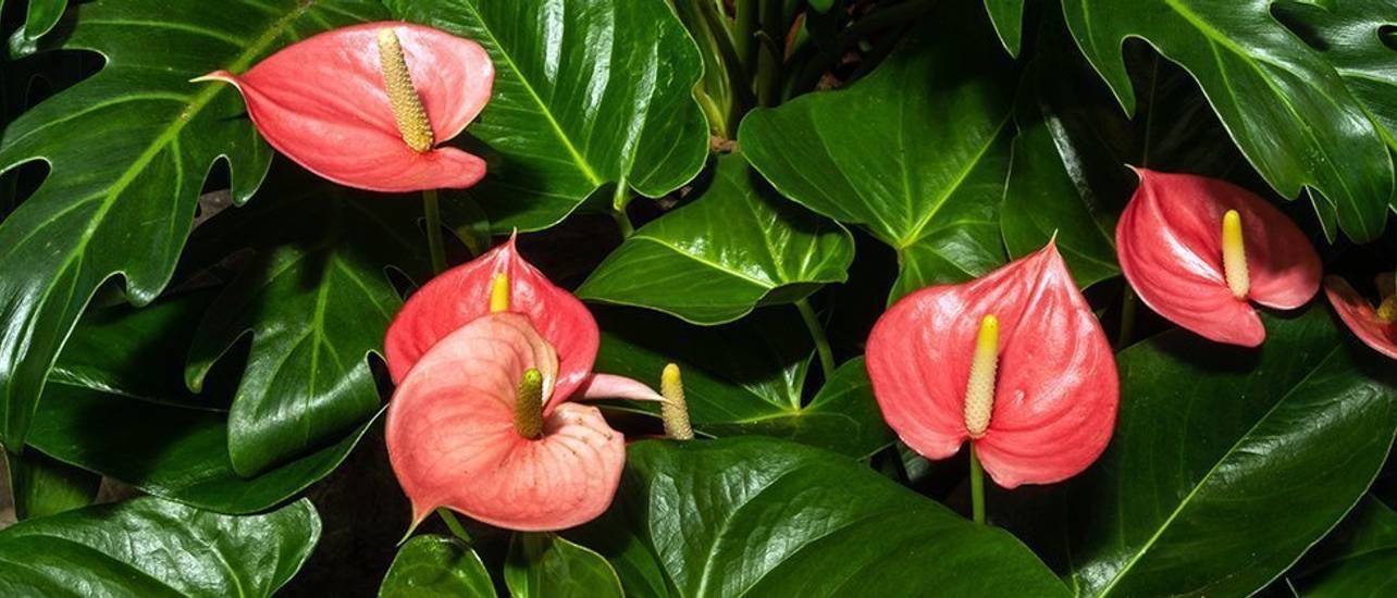 Anthurien Pflege: Tipps für die exotische Schönheit - heimwerker.de