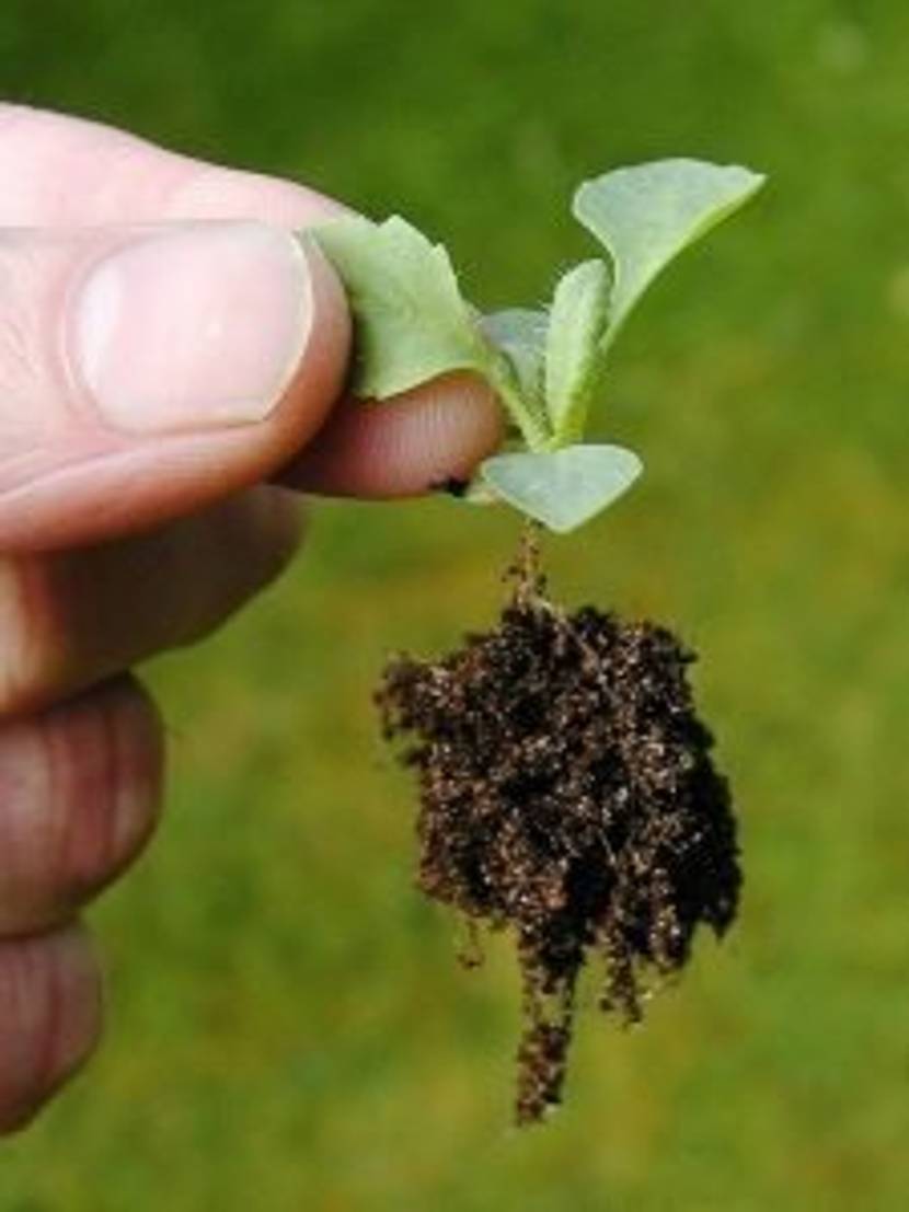 kräftige Jungpflanzen auspflanzen im Mai