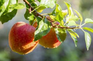 äpfel am zweig eines apfelbaums