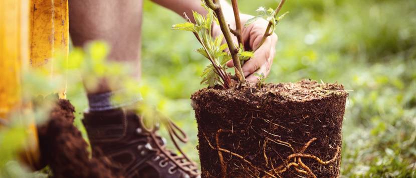 junger baum aus topf gehoben