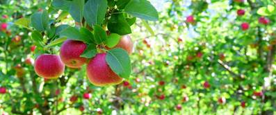 apfelbaum pflanzen