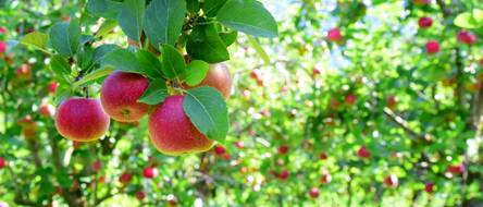 Apfelbaum pflanzen: 5 Tipps für eine reiche Apfelernte 