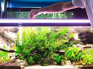 aquarium-filter