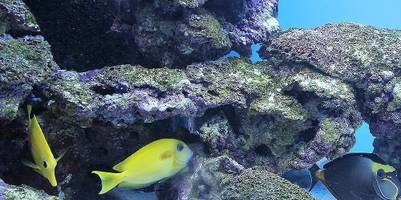 Aquarium Zubehör Deko – Die 15 besten Produkte im Vergleich -  Haustierratgeber Ratgeber