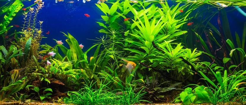 aquariumfilter mit heizung