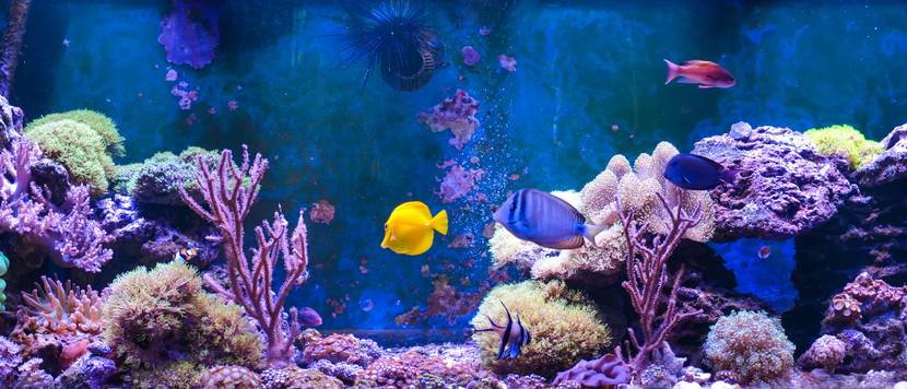 aquarium filter 60l