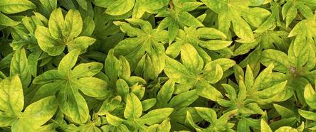aucuba japonica variegata giftig Japanische Aukube - Aucuba japonica variegata main image 1