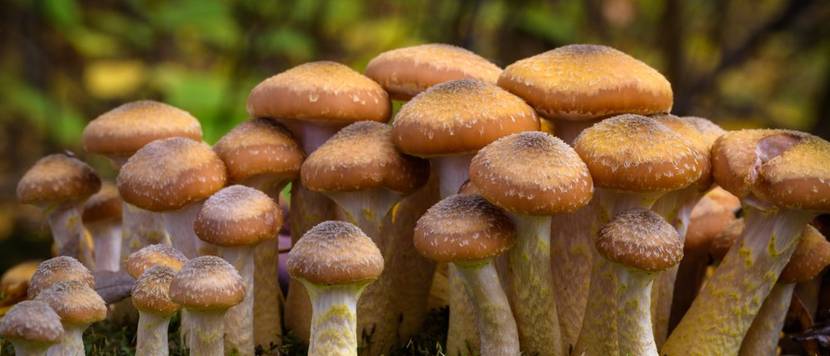Armillaria mellea