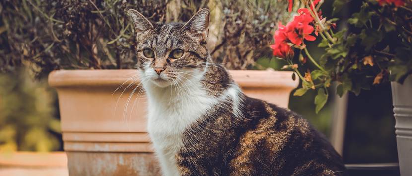 giftig für katzen