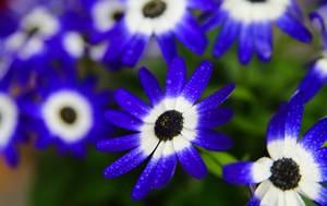 aschenblume winterhart