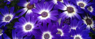 aschenblume