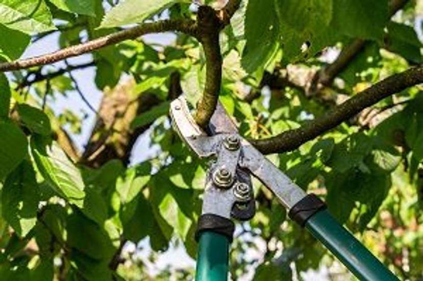 astschere in baum