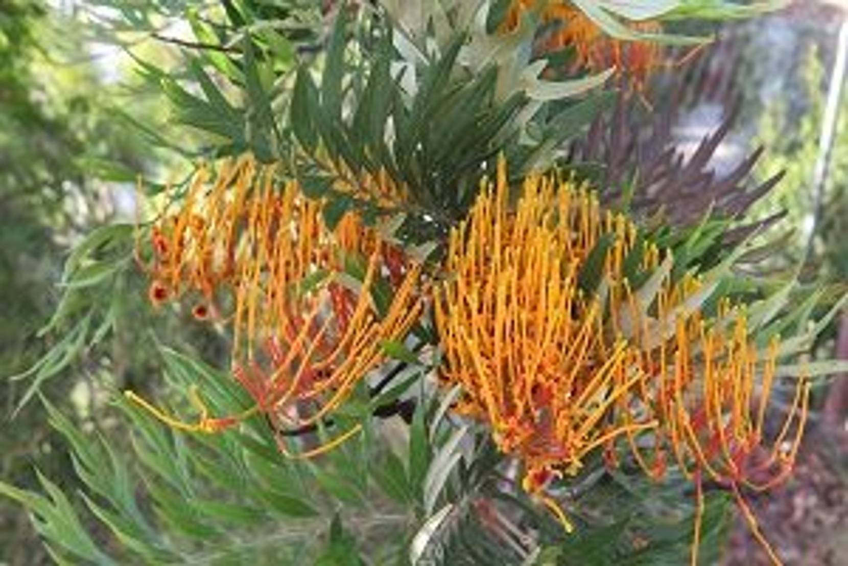 Australische Silbereiche Pflege der Pflanze zu jeder Jahreszeit