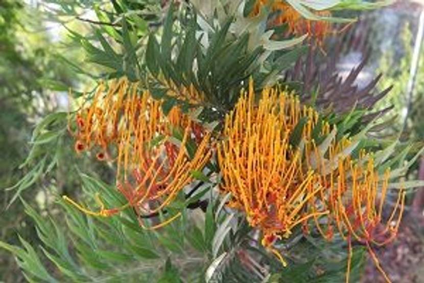 australische silbereiche mit blaettern und blueten