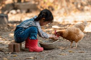 kind fuettert huhn