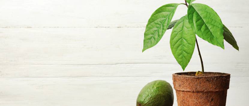 avocadopflanze-im-topf