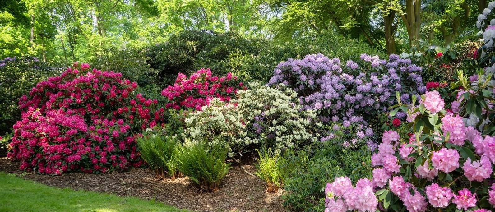 Azalee pflanzen Tipps und Hinweise zur Rhododendron heimwerker.de