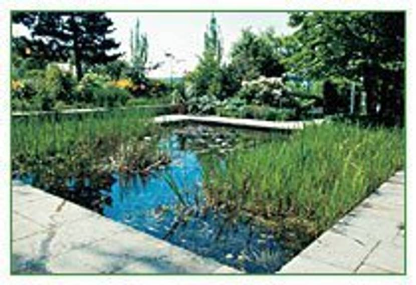 Ein Teich zur Gartengestaltung