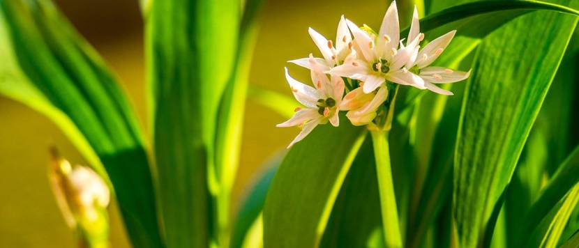 bärlauch blüte