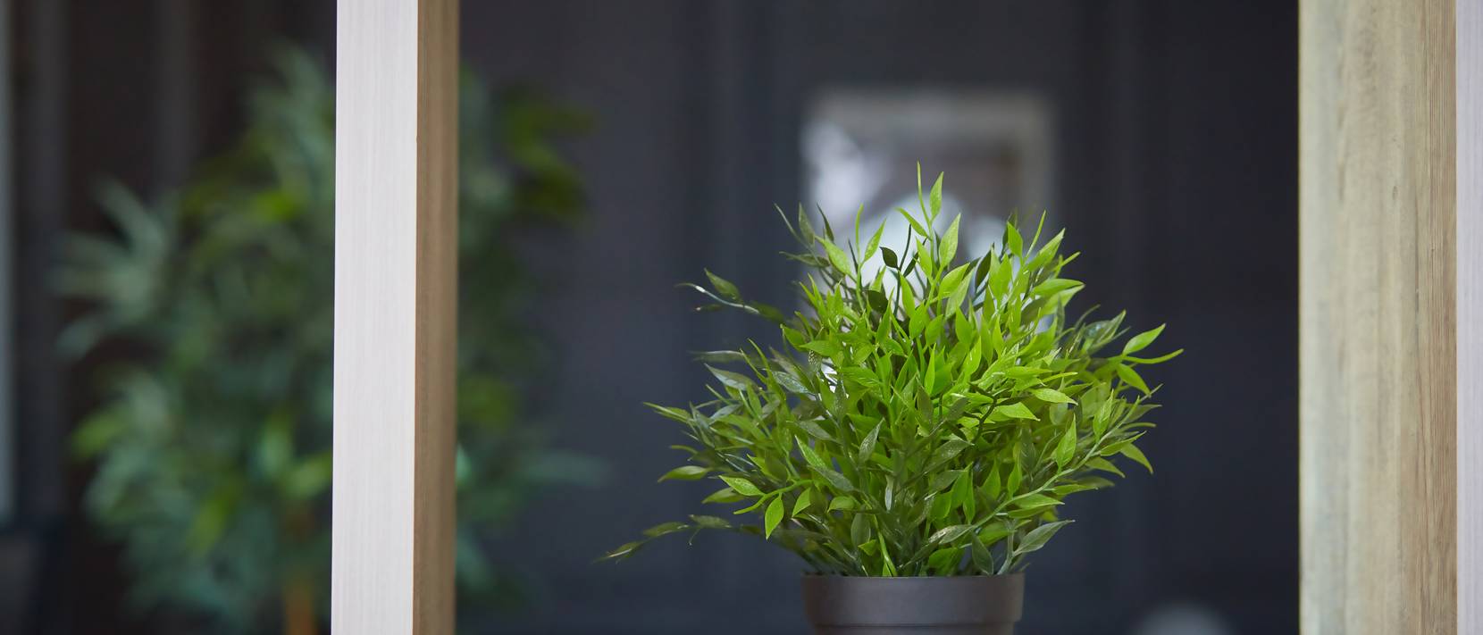 Bambusgras: 5 Pflegehinweise zum dekorativen Zimmerbambus