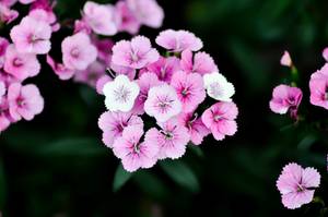 rosa Bartnelkenbluete