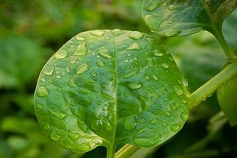 basella alba mit wassertropfen