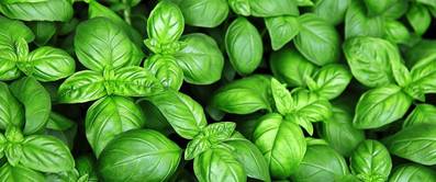 basilikum-pflanzen-pflegen