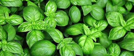 syngonium albo variegata preis Syngonium Albo