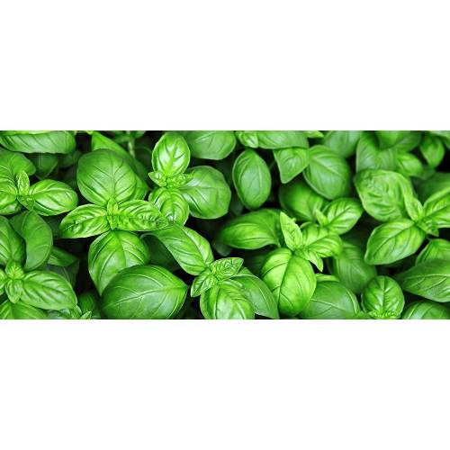 zimmerpflanze coffea arabica Coffea arabica (Kaffeepflanze) (XS) kaufen