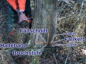 Fällung mit einem Halteband