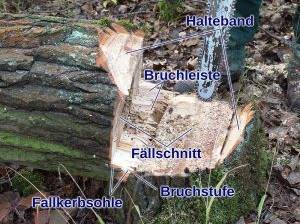 Auf die Schnitttechnik kommt es an
