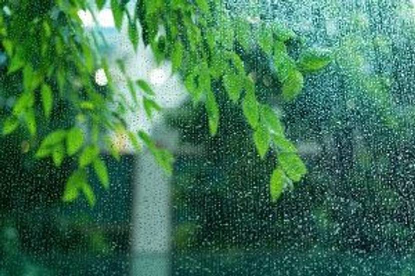 baum durch fenster bei regen