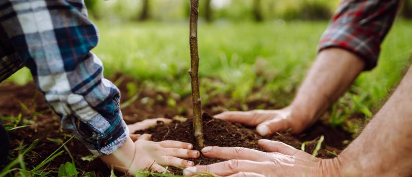 baum-im-garten-kind-und-vater-pflanzen