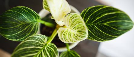 calathea louisae Calathea louisae 'Maui Queen' main image 1