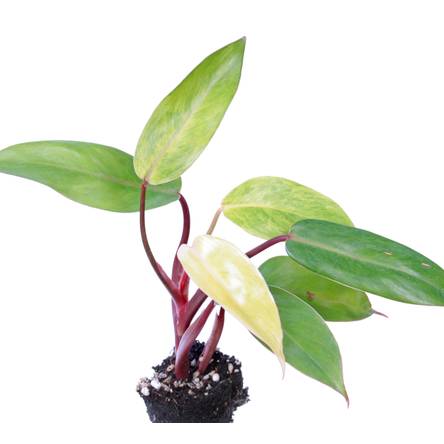 Baumfreund: 4 Pflegetipps fr die beliebten Philodendron-Grnpflanzen -