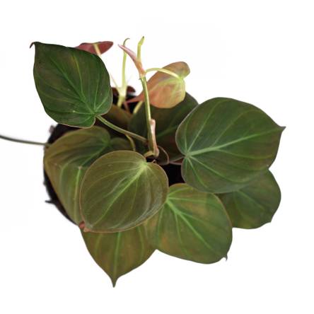 Baumfreund: 4 Pflegetipps fr die beliebten Philodendron-Grnpflanzen -