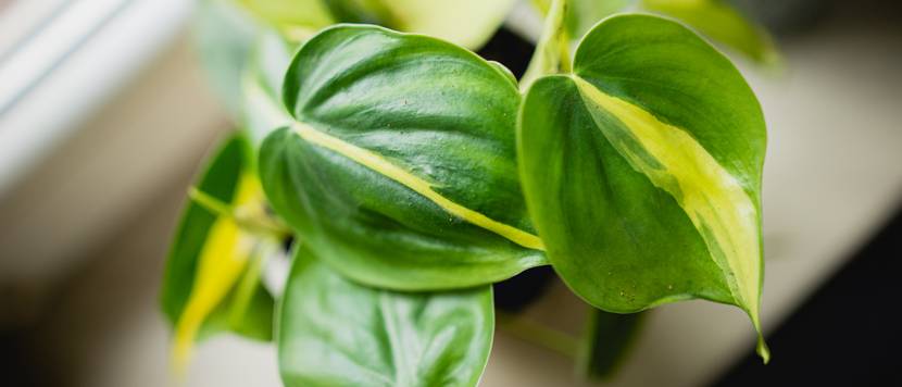 baumfreund philodendron brasil auf fensterbank