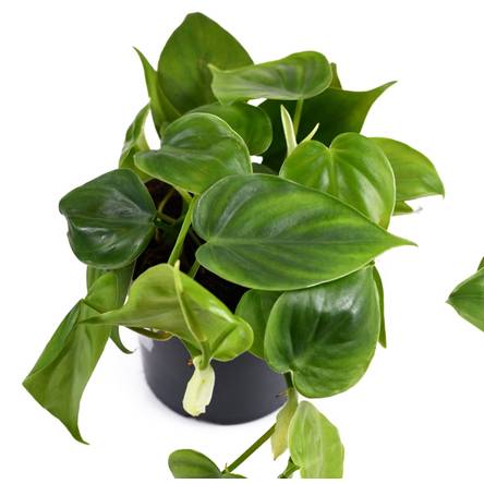 Baumfreund: 4 Pflegetipps fr die beliebten Philodendron-Grnpflanzen -