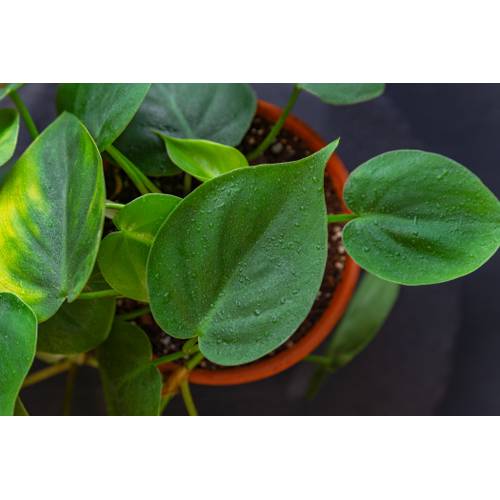 Baumfreund: 4 Pflegetipps fr die beliebten Philodendron-Grnpflanzen -