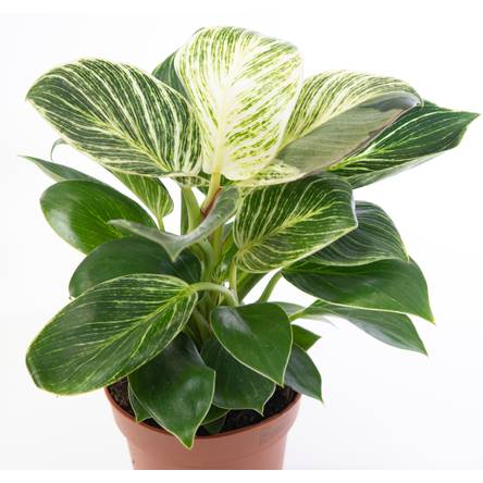 fungicide for cactus Organic Bio Fungicide