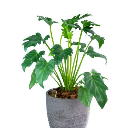 Baumfreund: 4 Pflegetipps fr die beliebten Philodendron-Grnpflanzen -