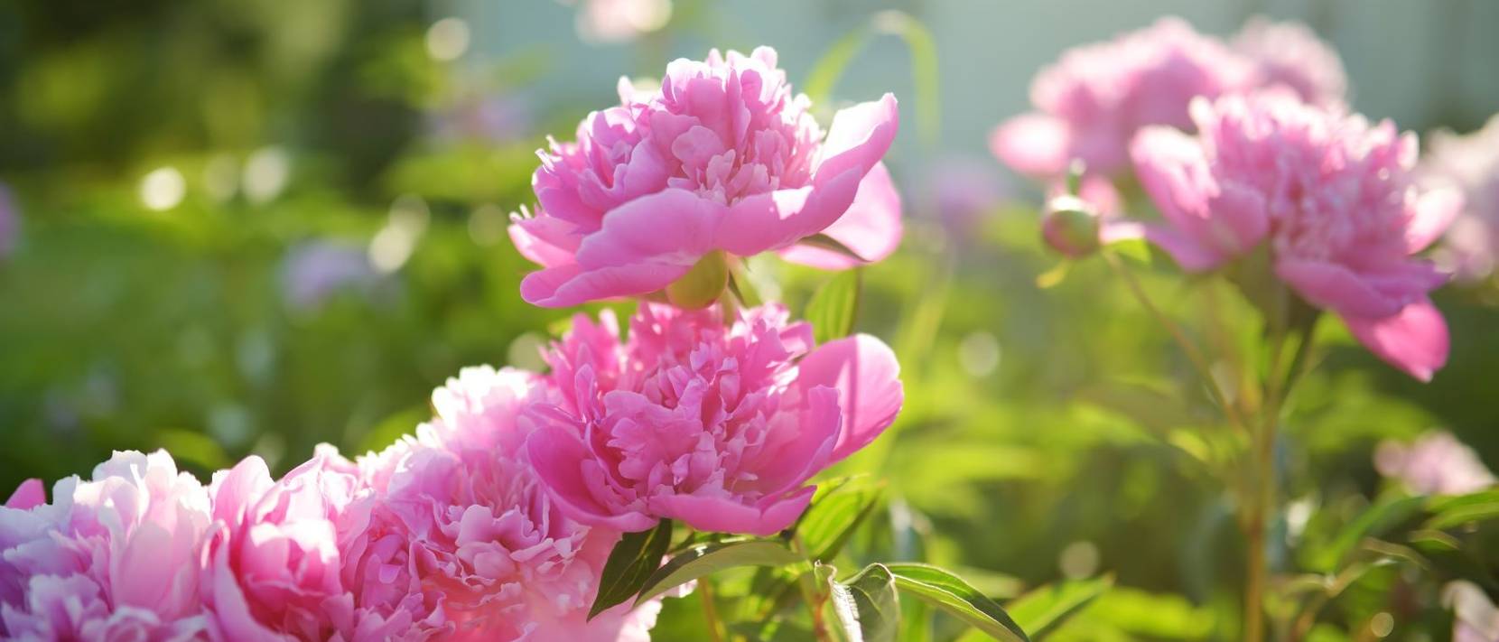 Baumpäonie 5 Pflegetipps für Strauchpfingstrosen im Garten