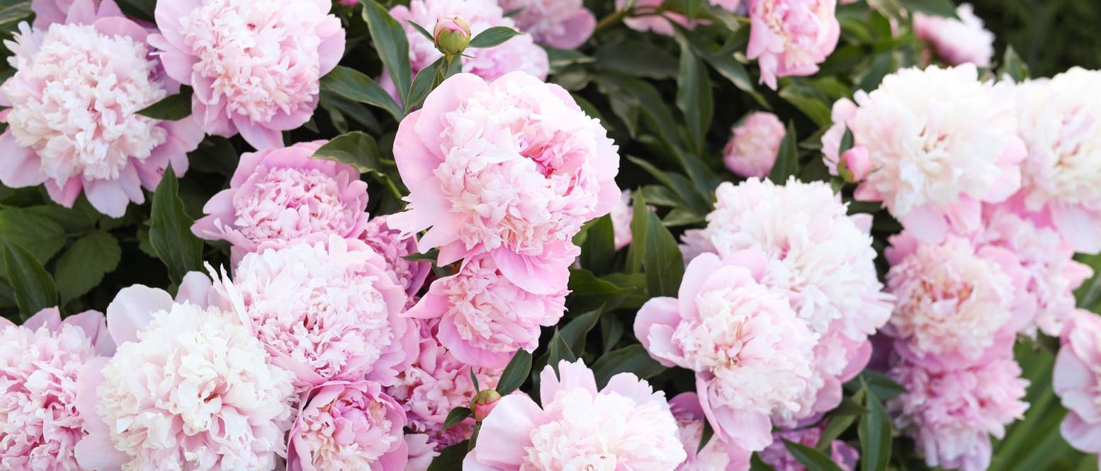 Baumpäonie 5 Pflegetipps für Strauchpfingstrosen im Garten