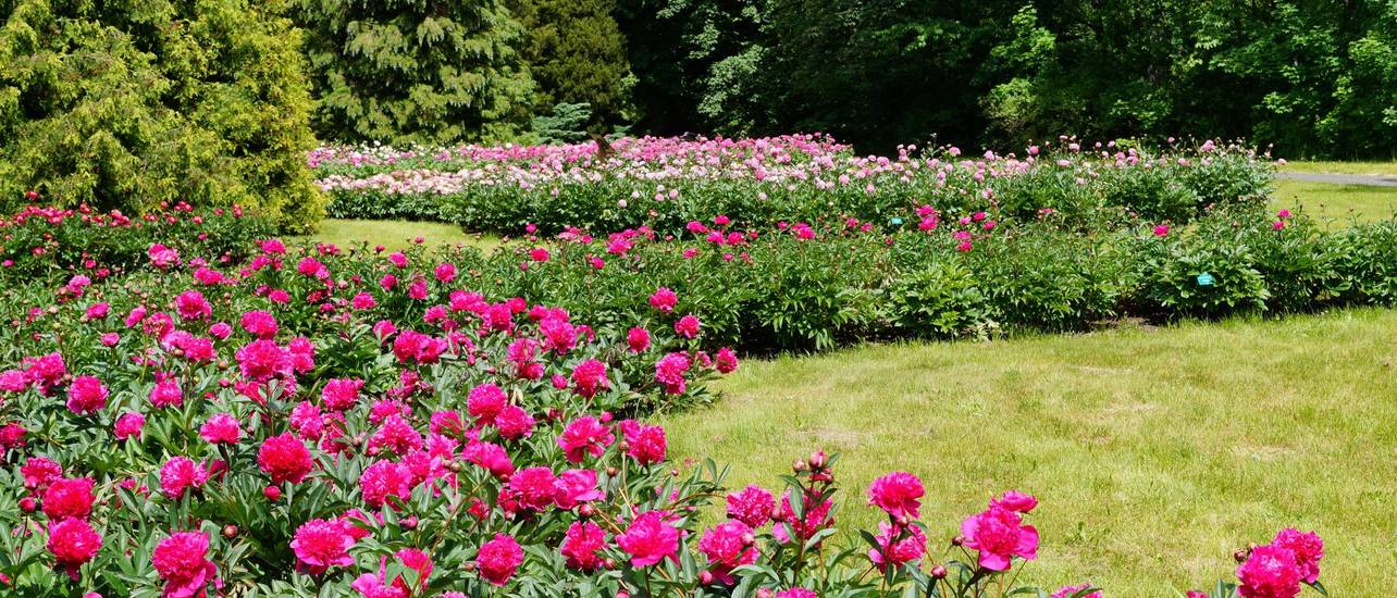 Baumpäonie 5 Pflegetipps für Strauchpfingstrosen im Garten