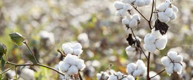 baumwolle in der sonne