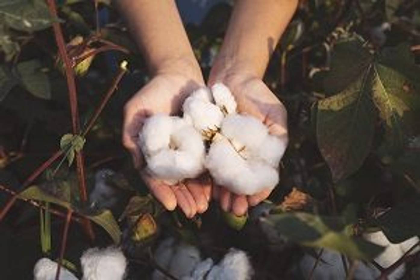 Baumwolle pflanzen In 4 Schritten zur eigenen Baumwollpflanze