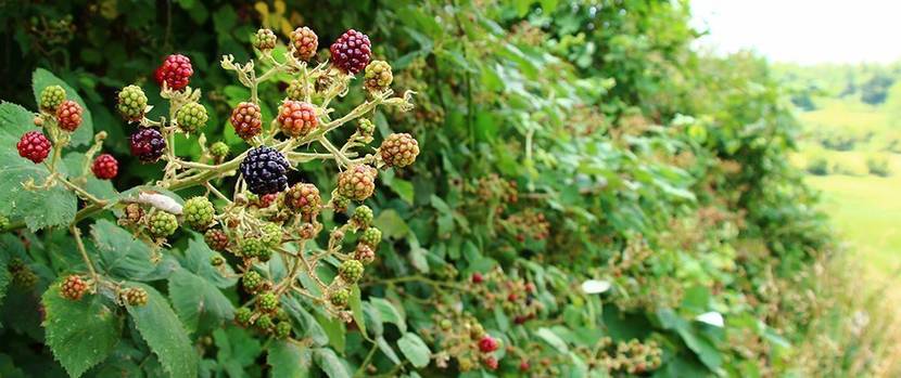 brombeeren-pflanzen