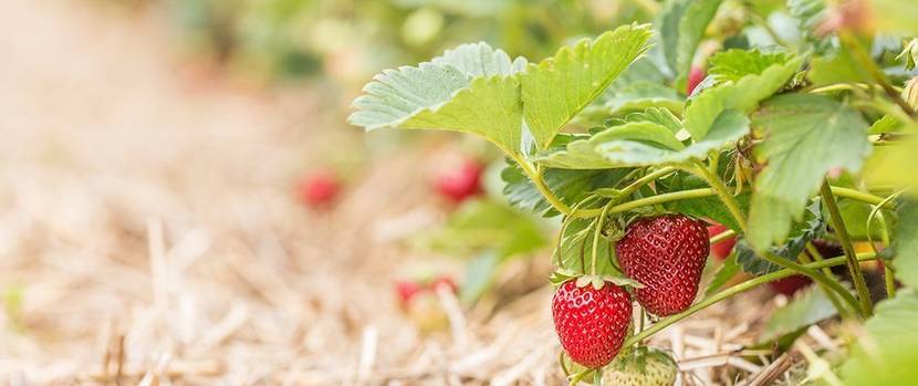 beeren-erdbeeren-pflanzen