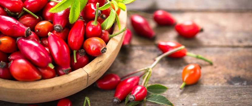 Hagebutten ernten im Herbst
