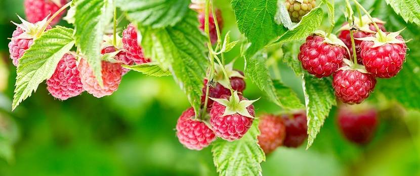 beeren-himbeeren-pflanzen